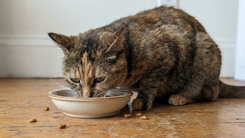 床でごはんを食べるねこ